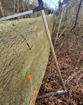 Windbruch Starkbuche vermessen