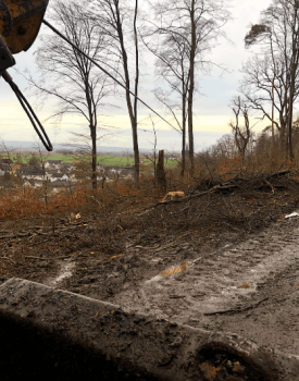 Risikofällung (Verkehrssicherung)